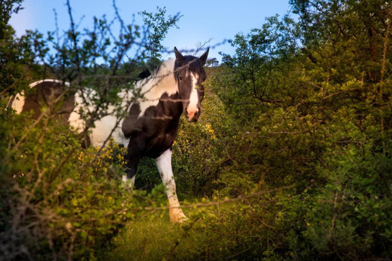 Hospedaje Rural Casa Parri Poveda de la Sierra Dış mekan fotoğraf