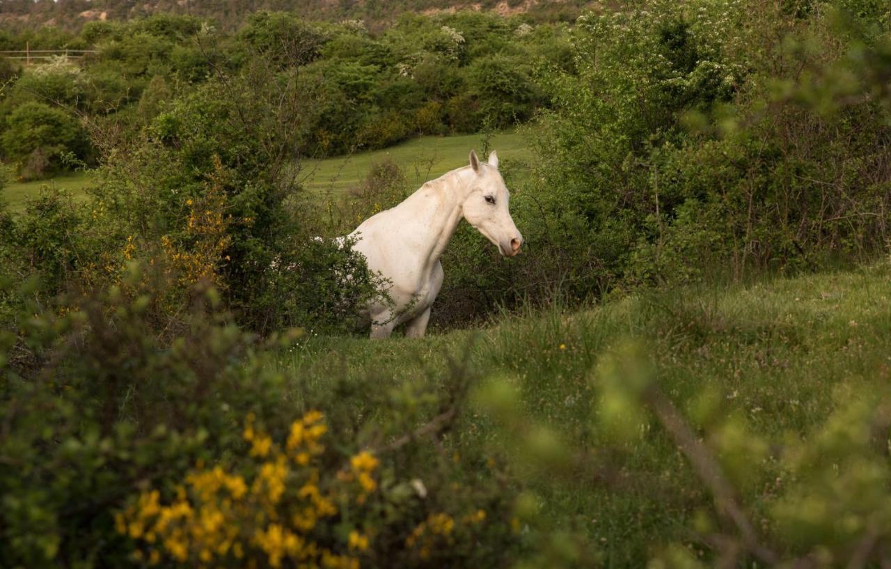 Hospedaje Rural Casa Parri Poveda de la Sierra Dış mekan fotoğraf