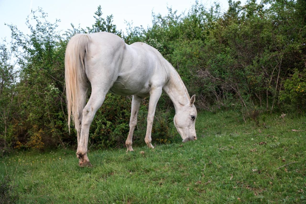 Hospedaje Rural Casa Parri Poveda de la Sierra Dış mekan fotoğraf