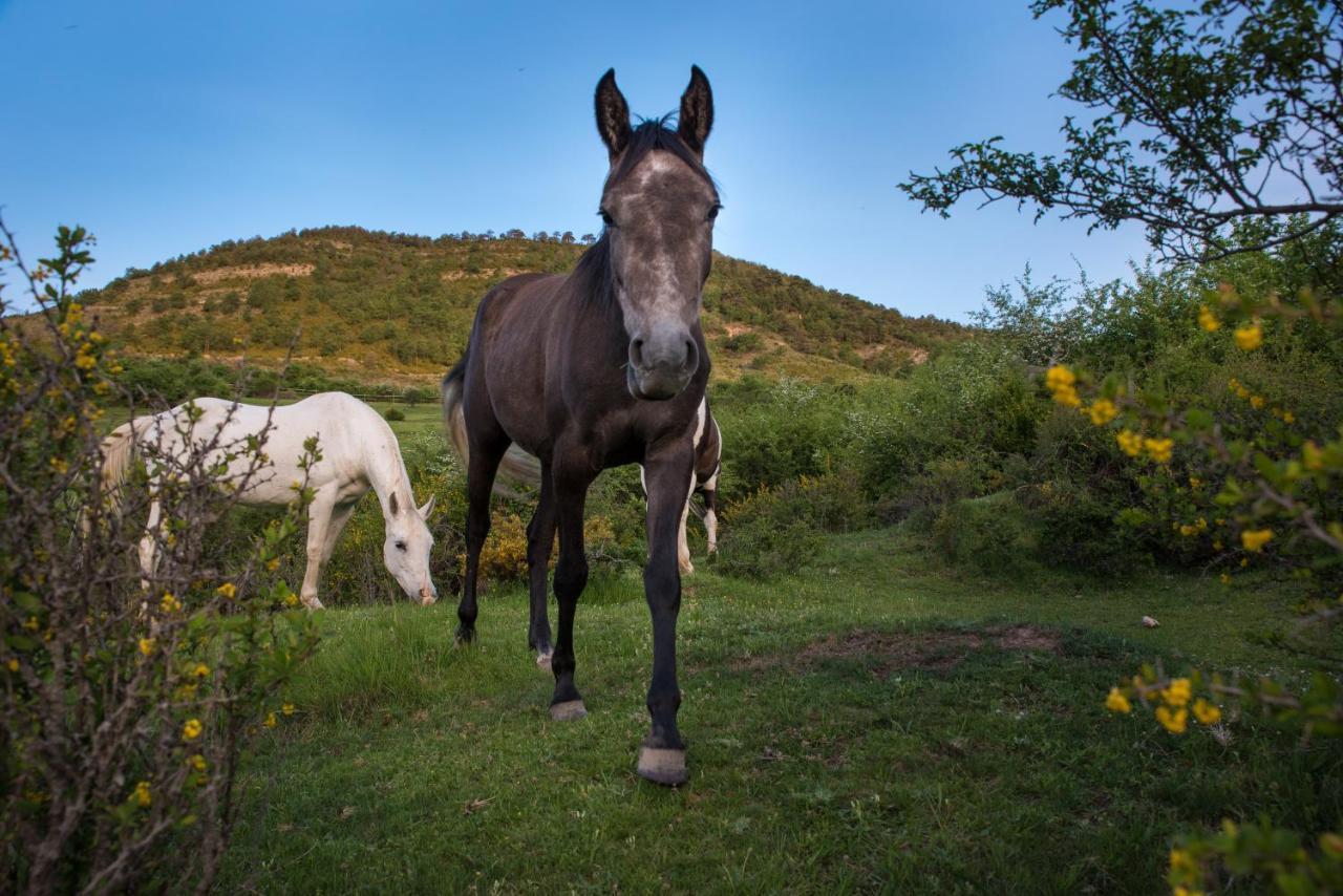 Hospedaje Rural Casa Parri Poveda de la Sierra Dış mekan fotoğraf